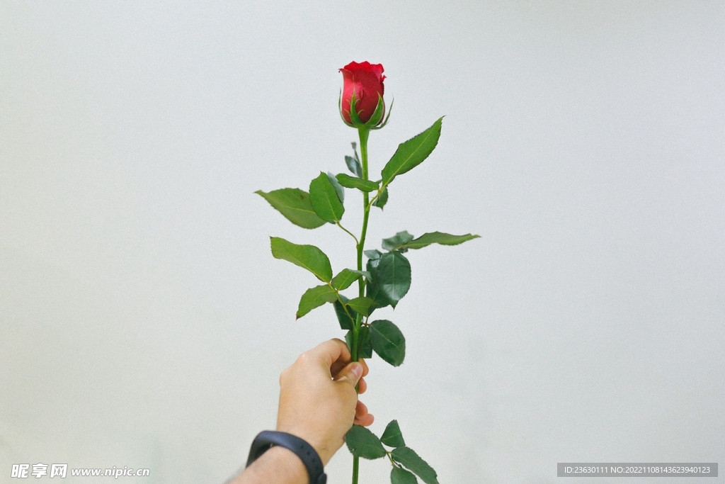 鲜花