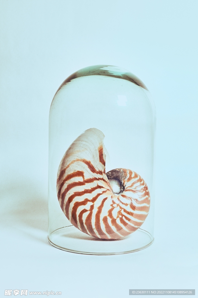 海螺
