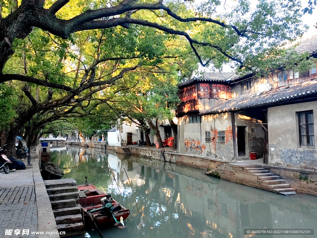 芦墟古镇古树街景
