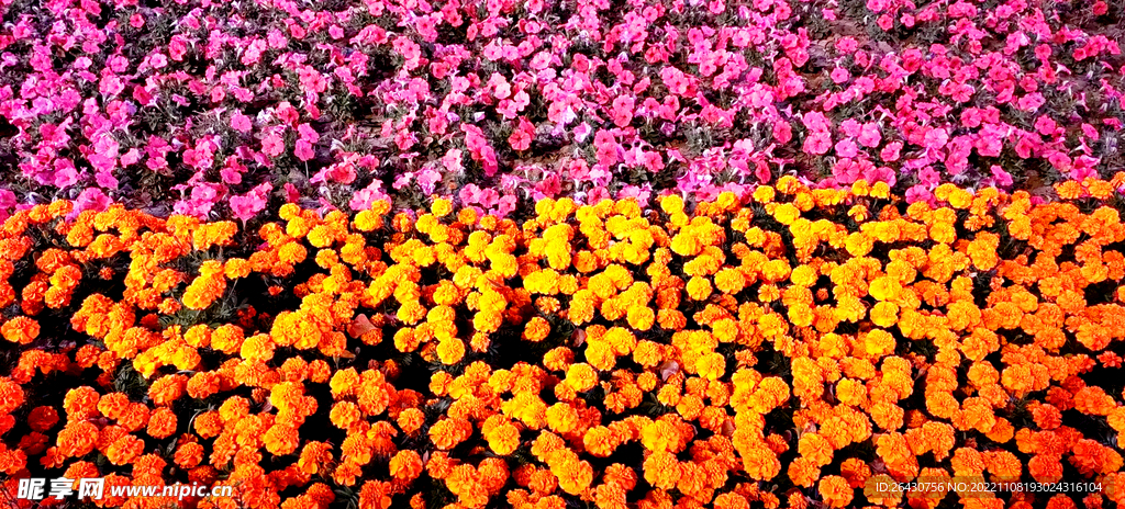 牵牛花万寿菊