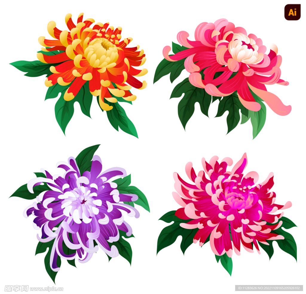 菊花插画