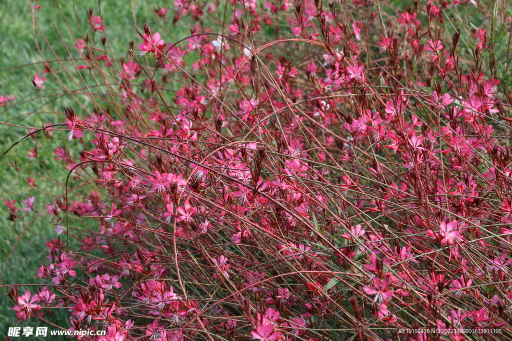 山桃草