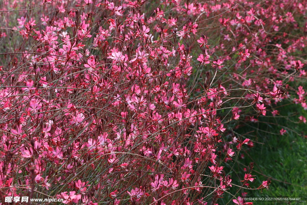 山桃草 