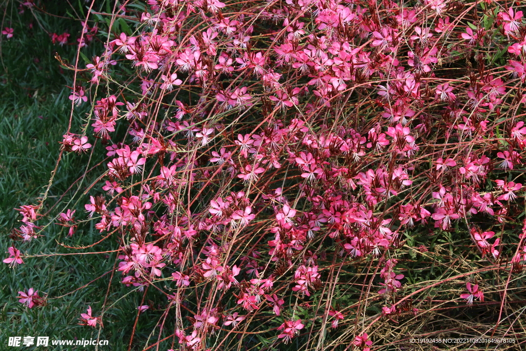 山桃草
