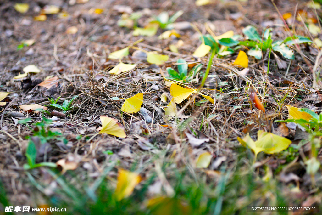 草地落叶