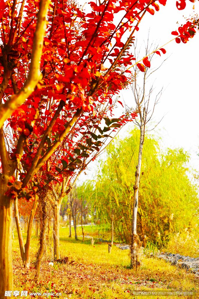 金秋的树林风光