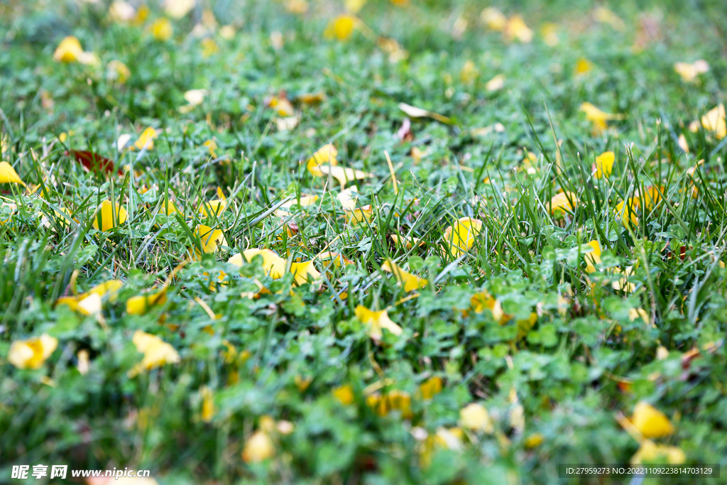 绿草地黄树叶