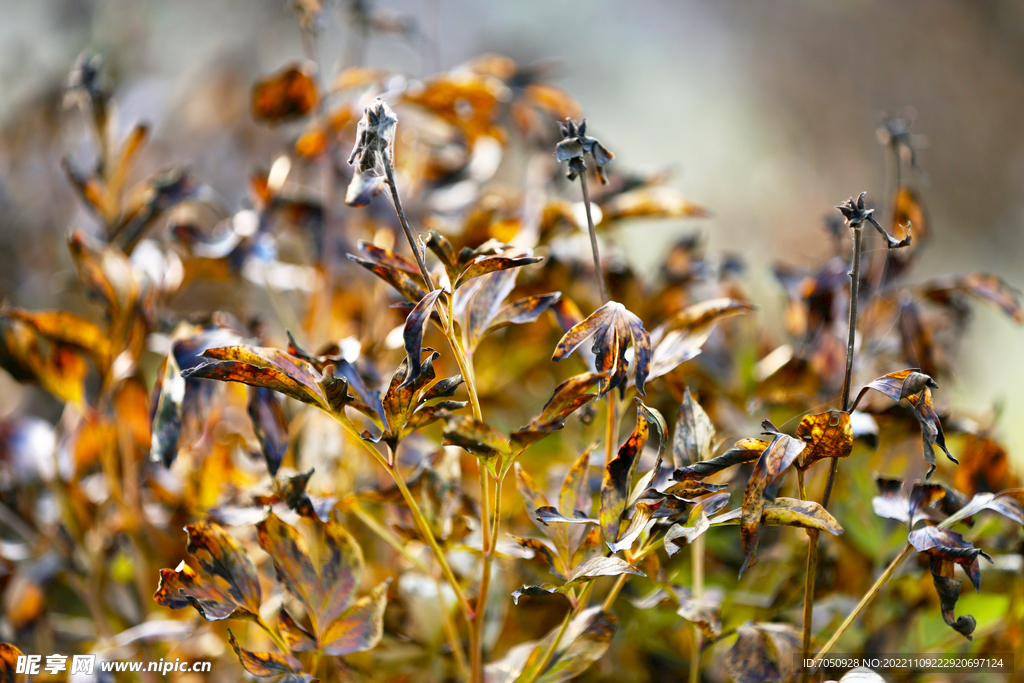 枯黄的牡丹苗