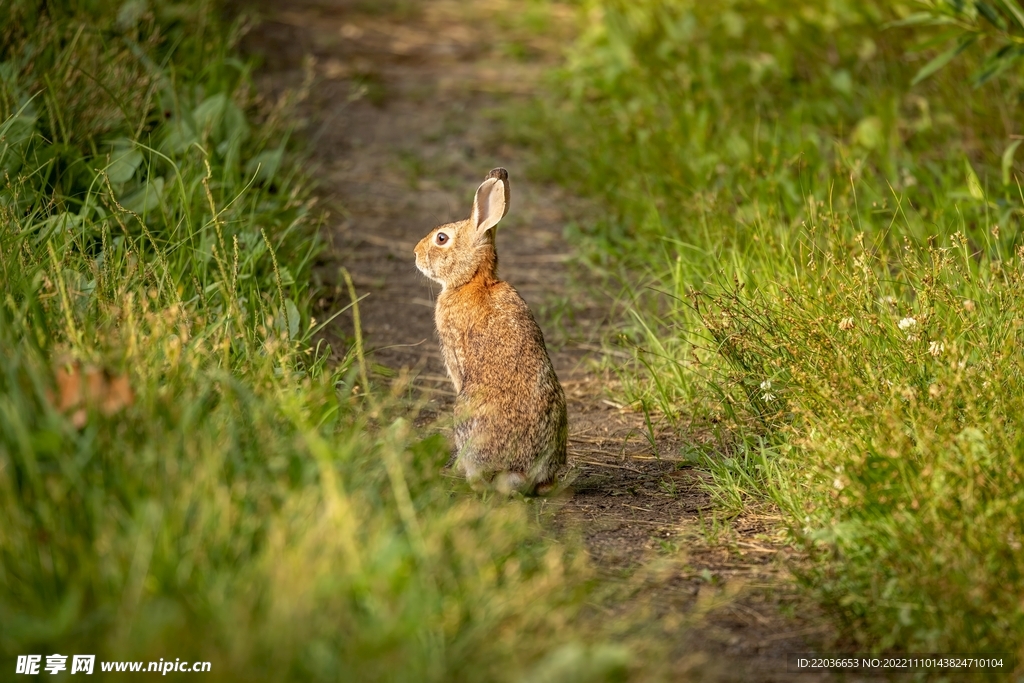 草丛野兔子