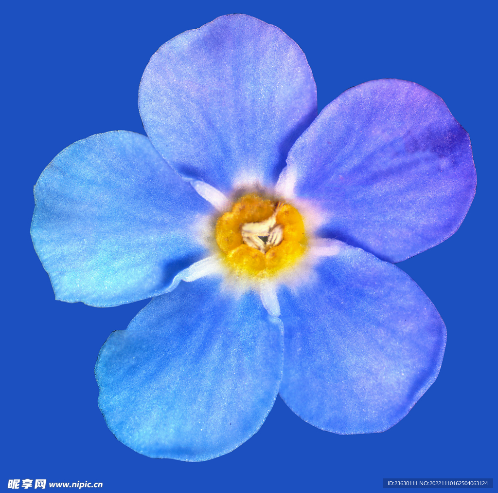 蓝色的花