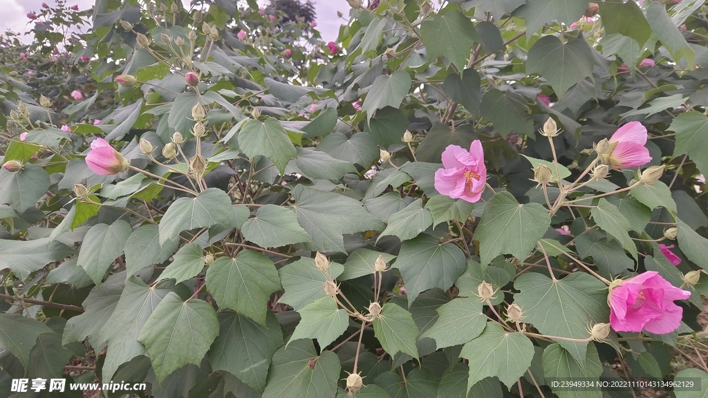 木芙蓉