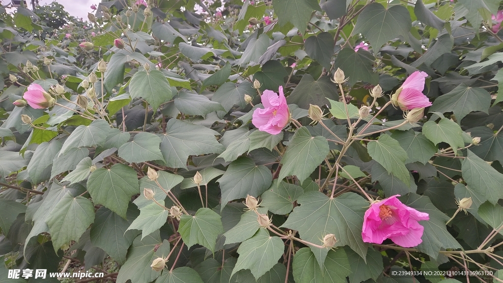 木芙蓉