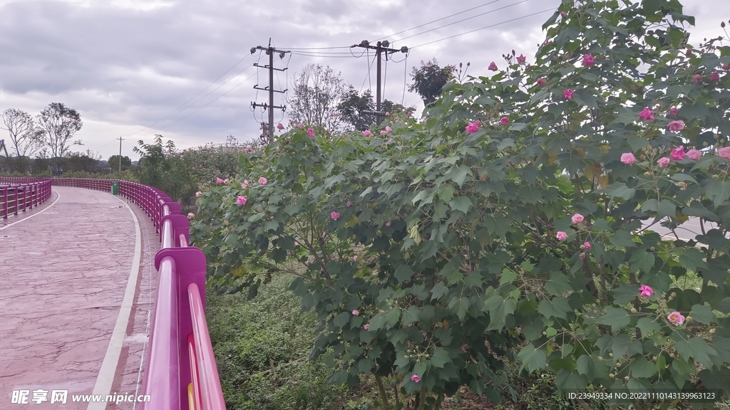 木芙蓉
