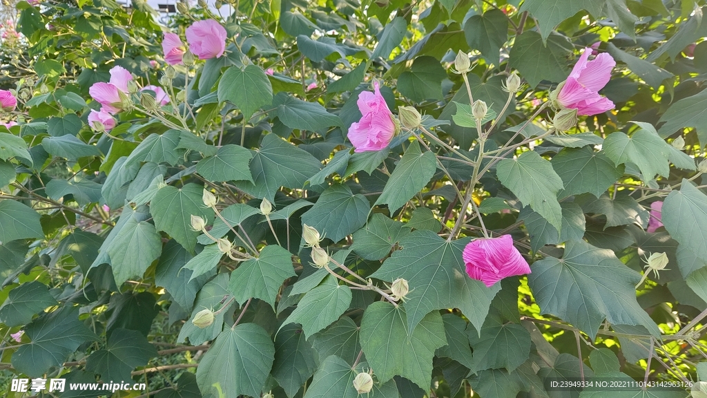 木芙蓉