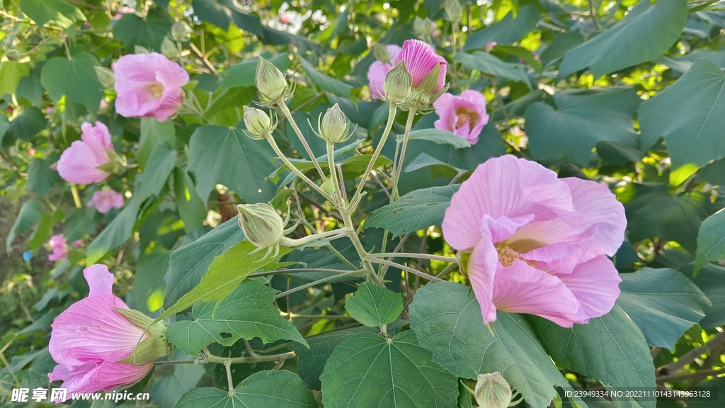 木芙蓉