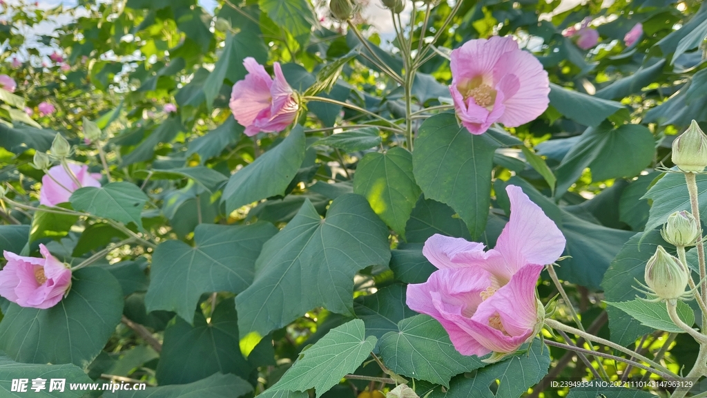 木芙蓉