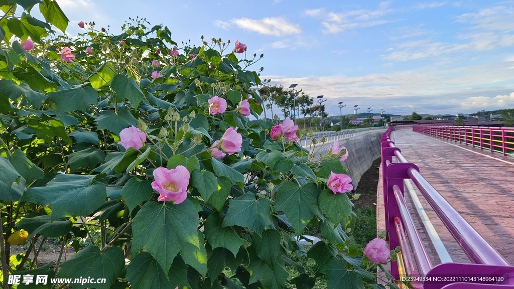 木芙蓉