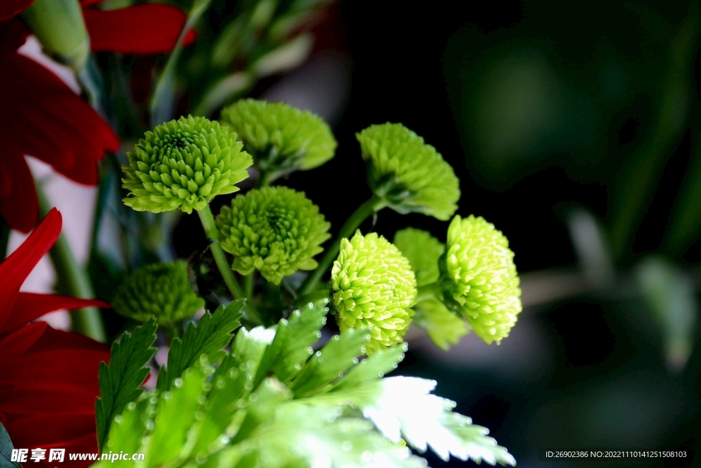 菊花