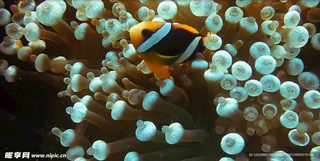 海洋生物
