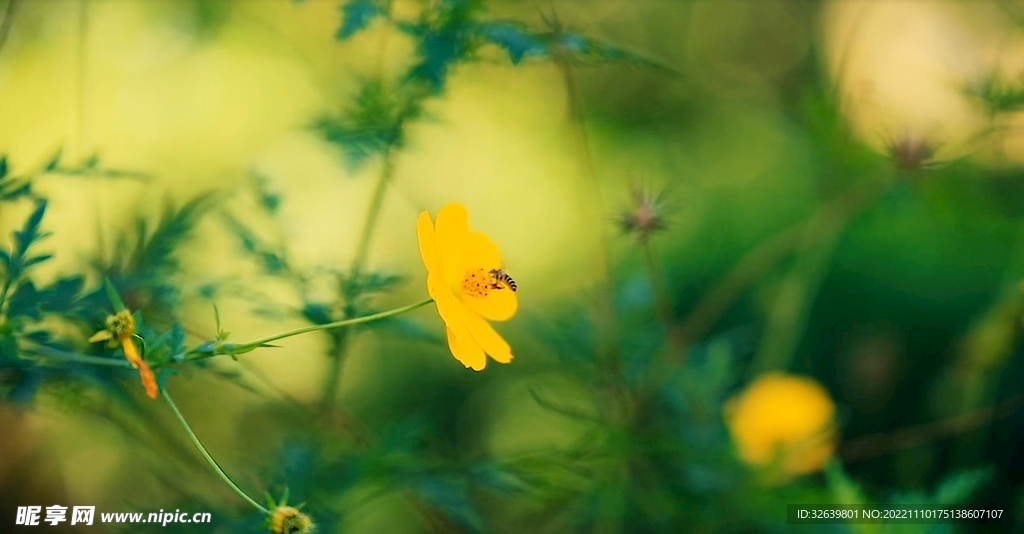 风中小黄花