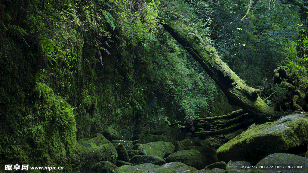 屋久岛
