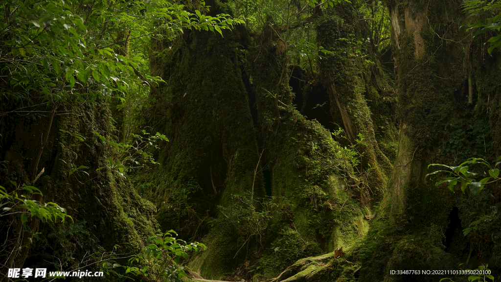 屋久岛