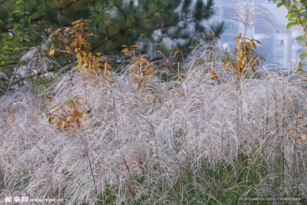 芒草风景 