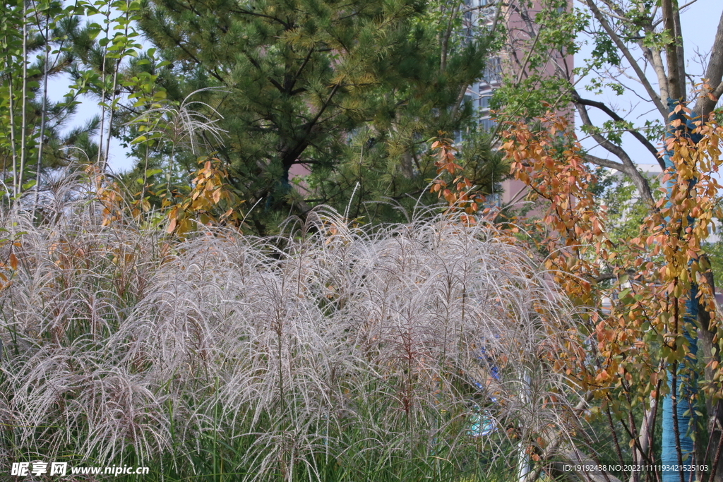 芒草风景 