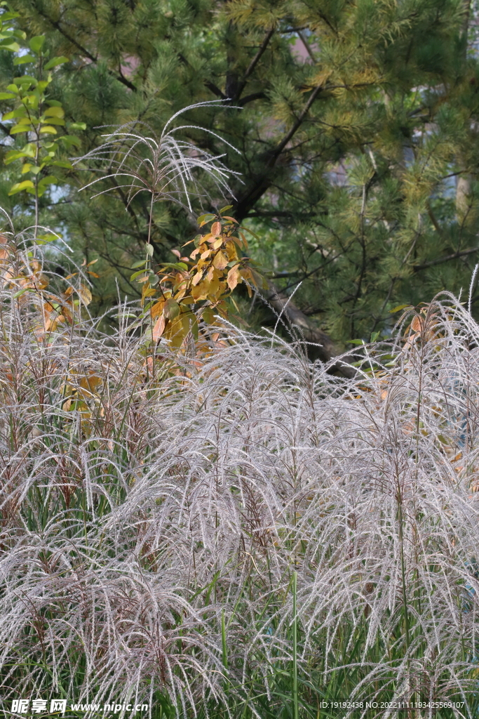 芒草风景