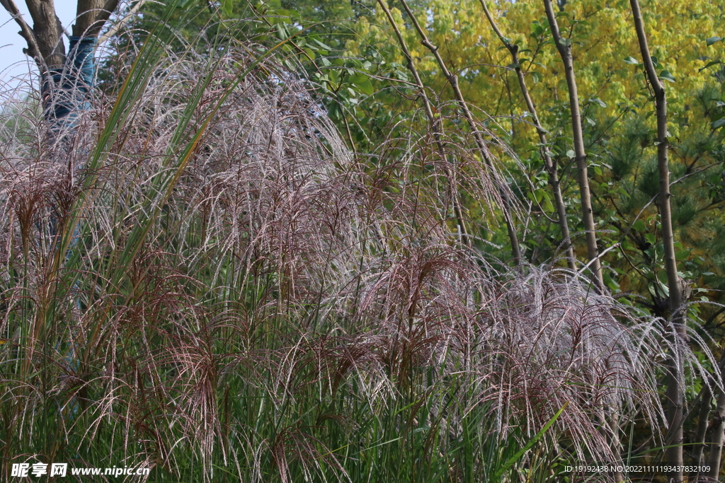 芒草风景