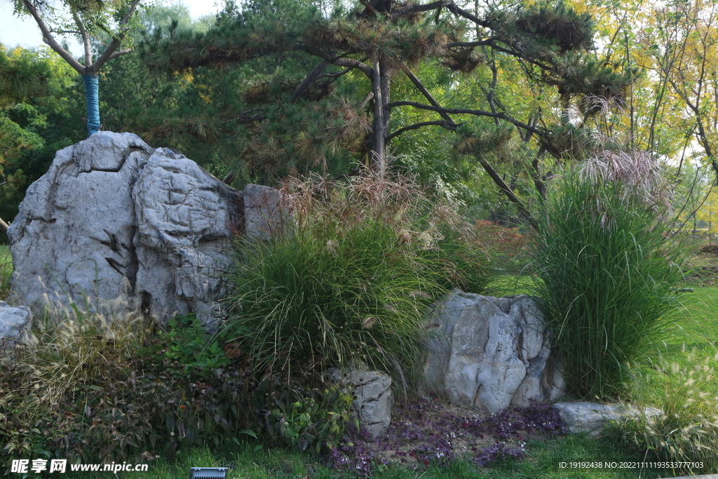 芒草风景