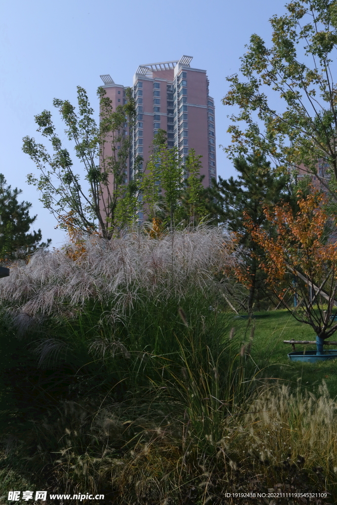 芒草风景 