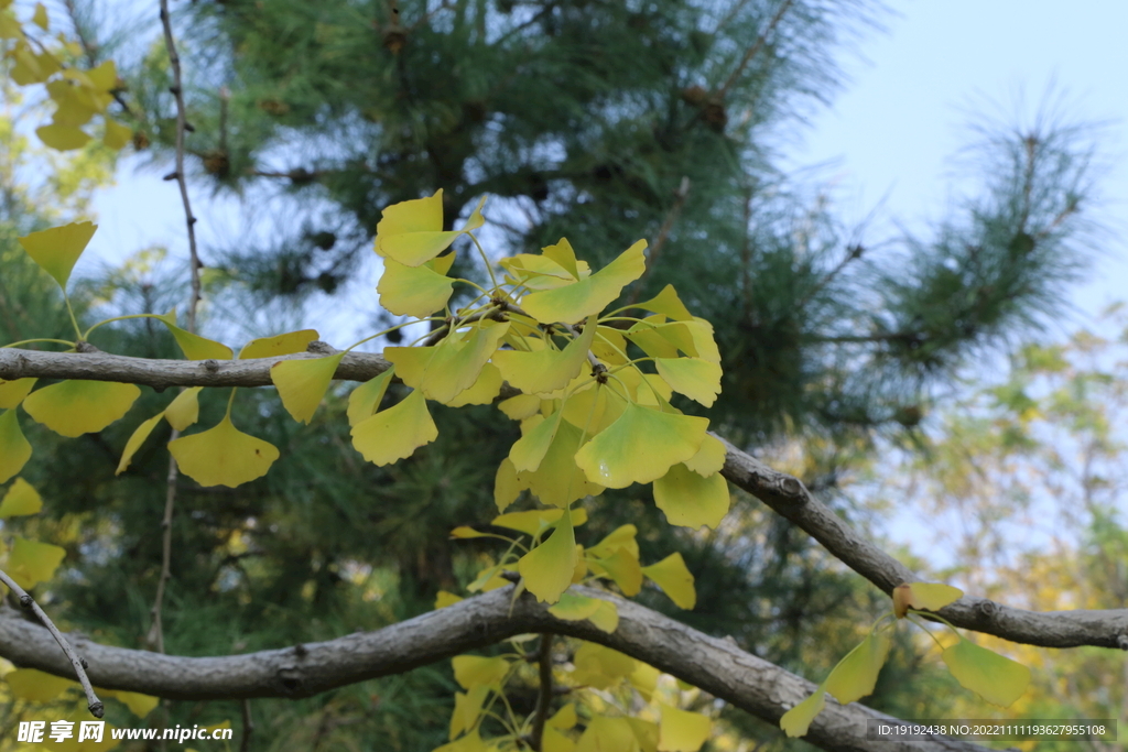 银杏秋叶