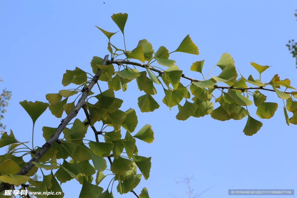 银杏秋叶 