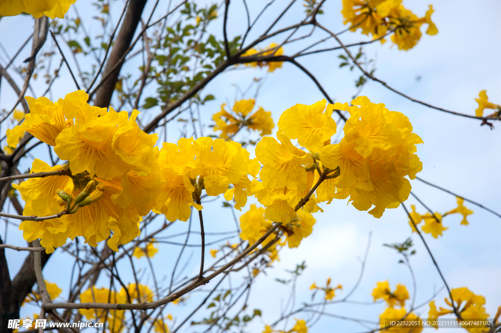 黄花风铃木