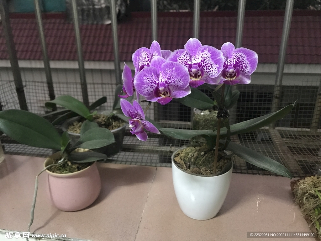 蝴蝶兰