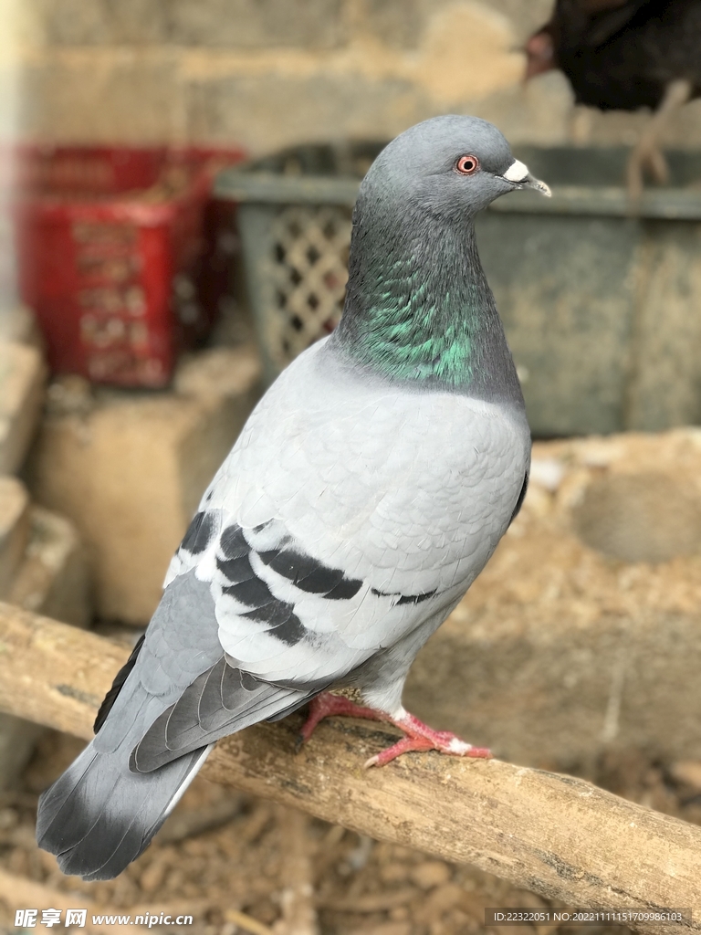 鸽子