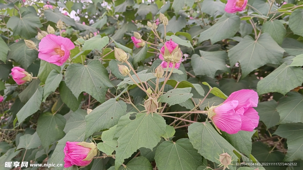 木芙蓉