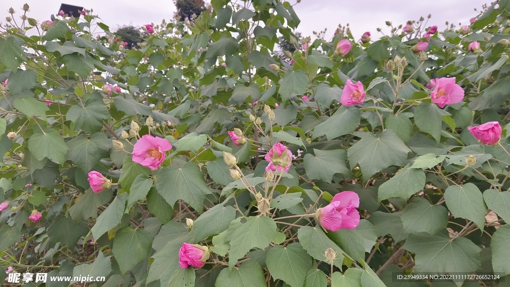 木芙蓉