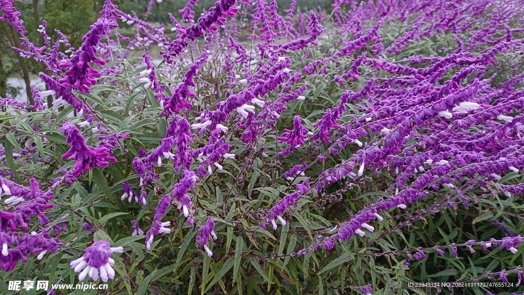 鼠尾草