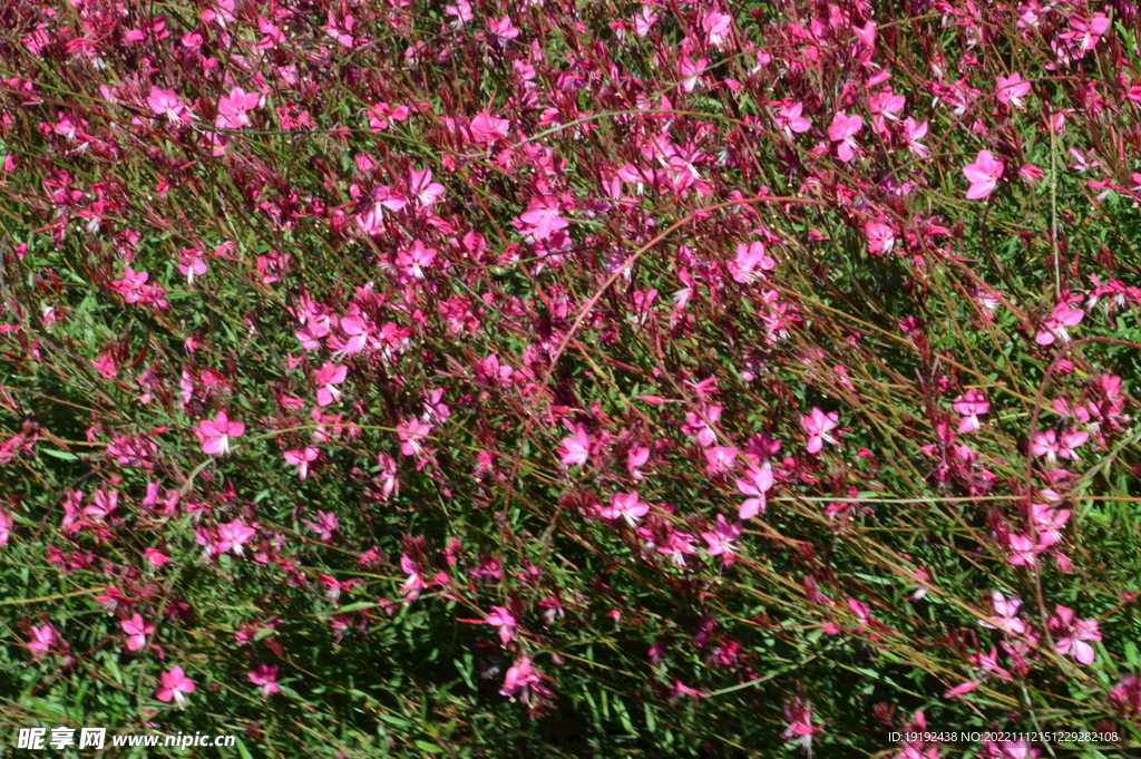 山桃草