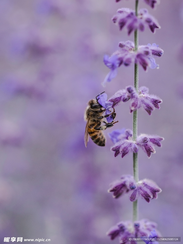 蜜蜂
