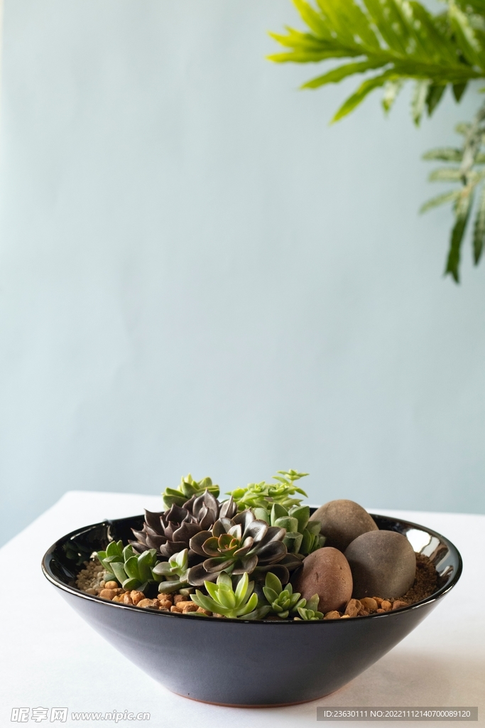 多肉植物