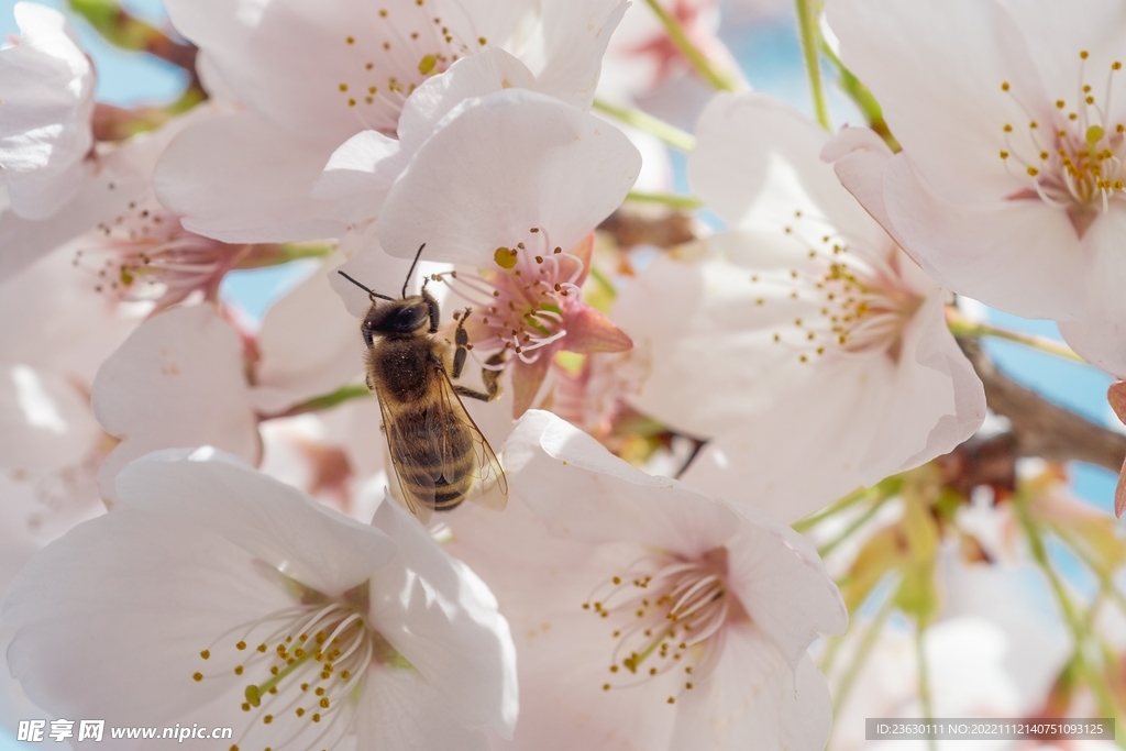 蜜蜂