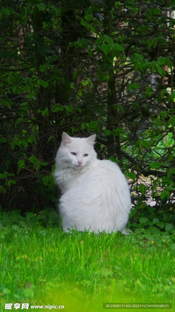 猫咪