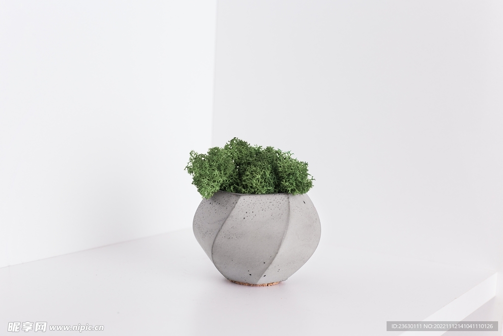 多肉植物