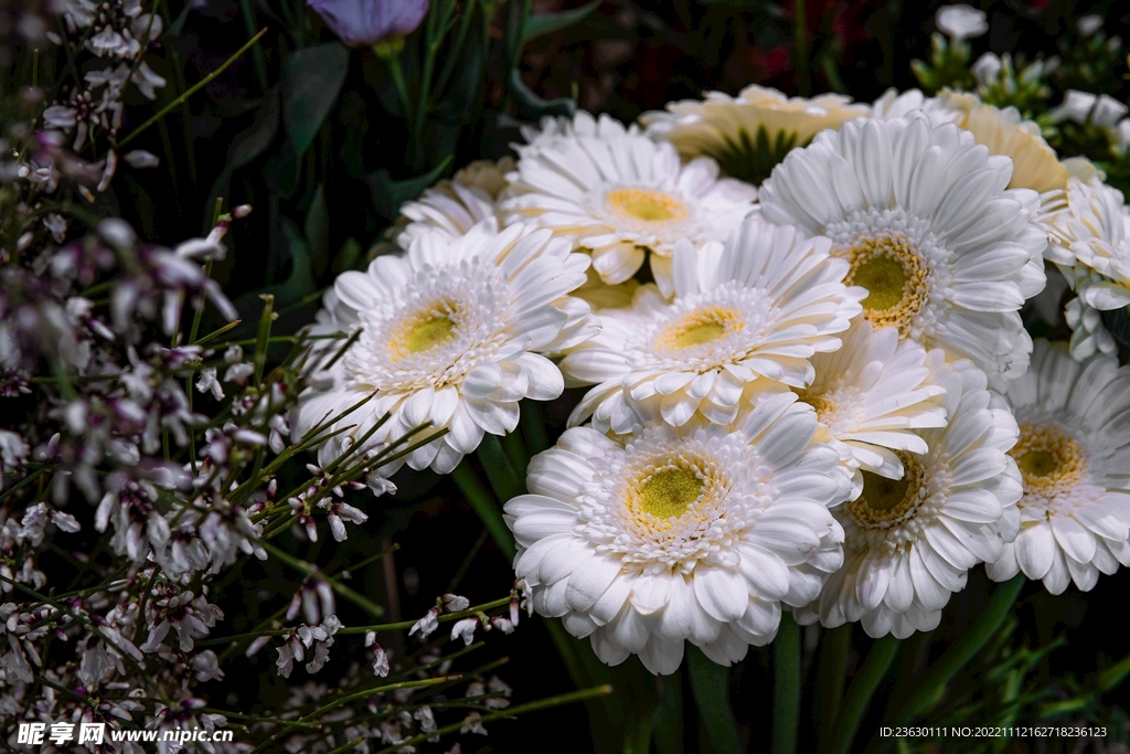 菊花