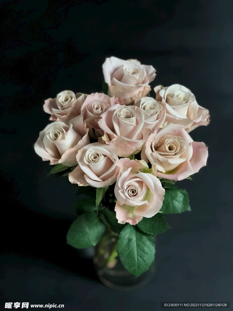 玫瑰花