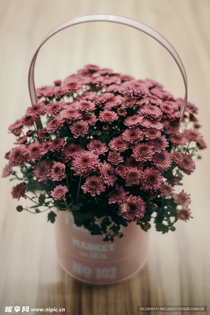 一桶小雏菊