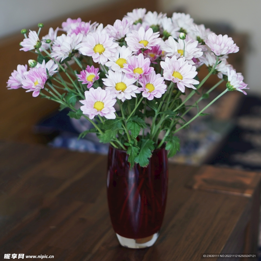小雏菊